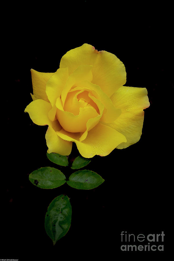 The Yellow Rose Photograph by Mitch Shindelbower