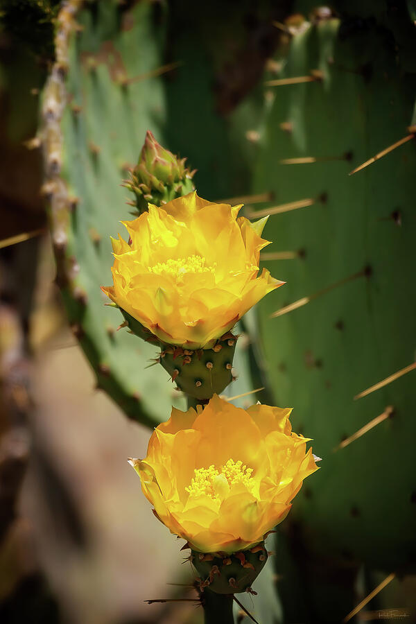 The Yellow Rose of Arizona Photograph by Rick Furmanek