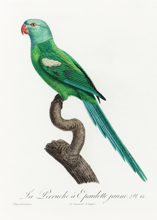 The Yellow Shouldered Amazon Parrot Mixed Media by World Art Collective