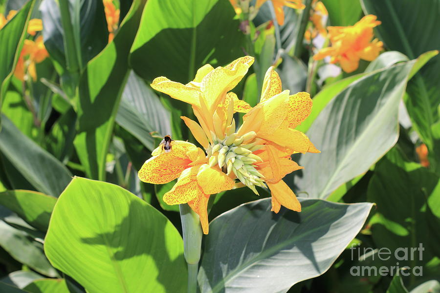 Summer Photograph - The yellow speckled canna lily with pollinating bee on it by Ira Niva