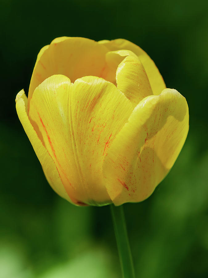 The yellow sunshine. Tulip Photograph by Jouko Lehto