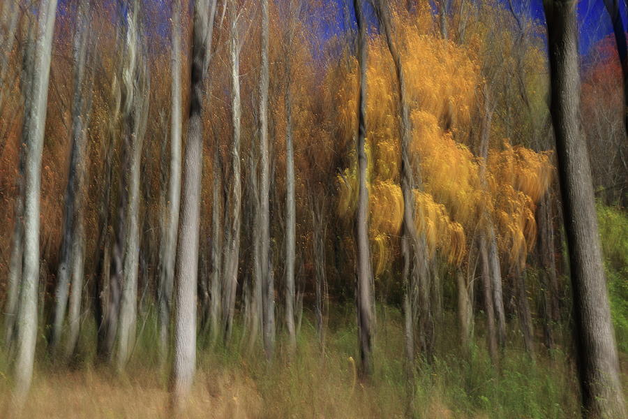 The Yellow Tree Photograph by Bethany Dhunjisha