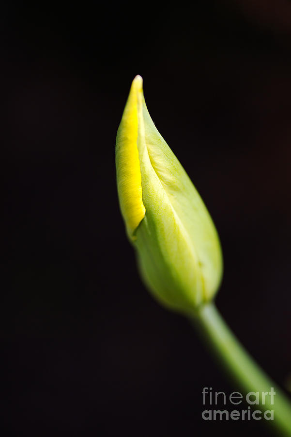 The Yellow Tulip Bud Photograph by Joy Watson