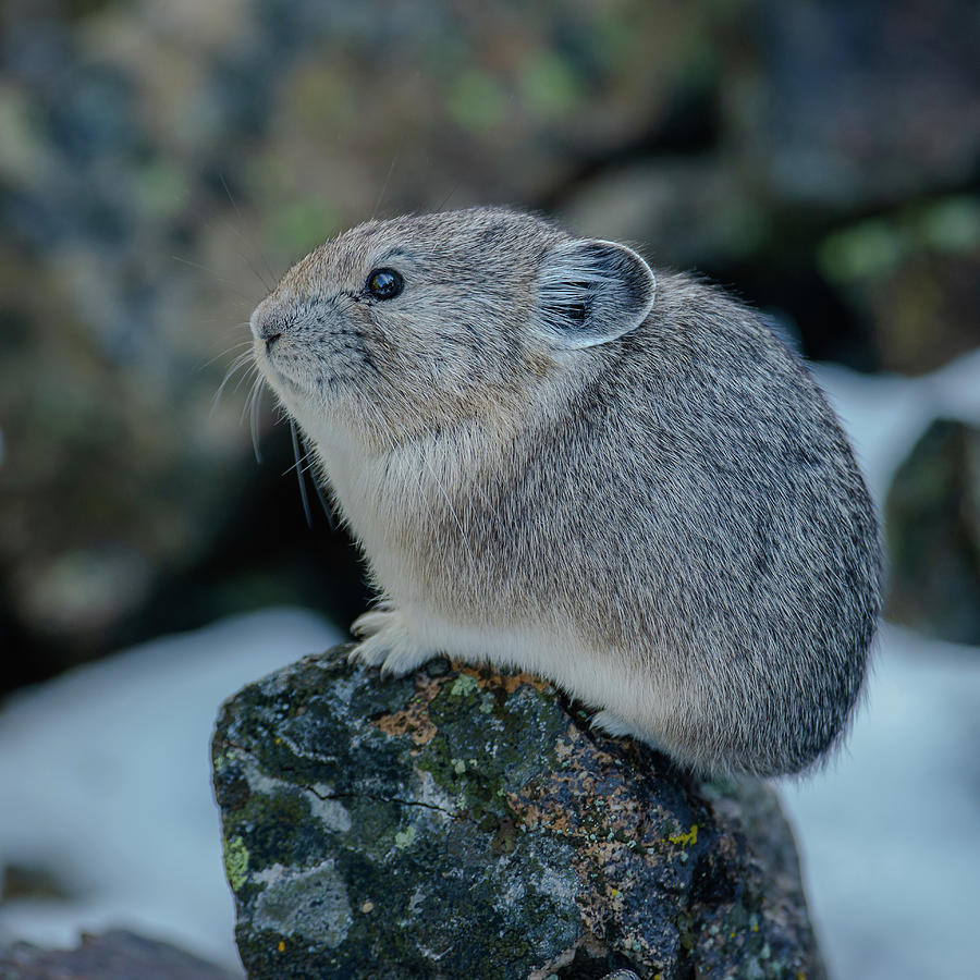The Yellowstone Pika In Winter Photograph by Yeates Photography