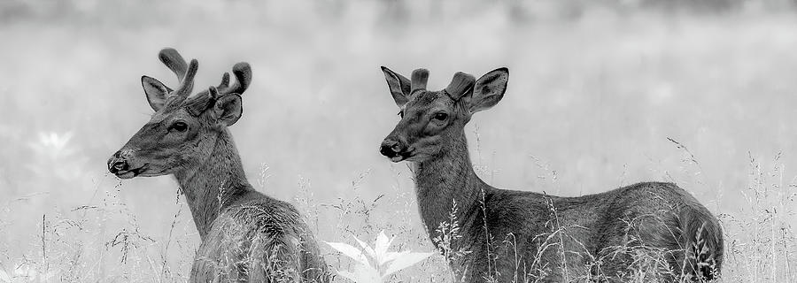The Young Bucks, Black and White Photograph by Marcy Wielfaert
