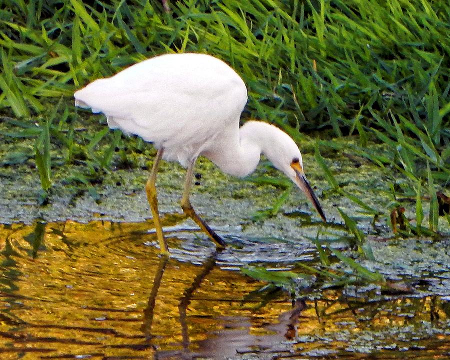 The Young Egret Photograph by Andrew Lawrence - Fine Art America