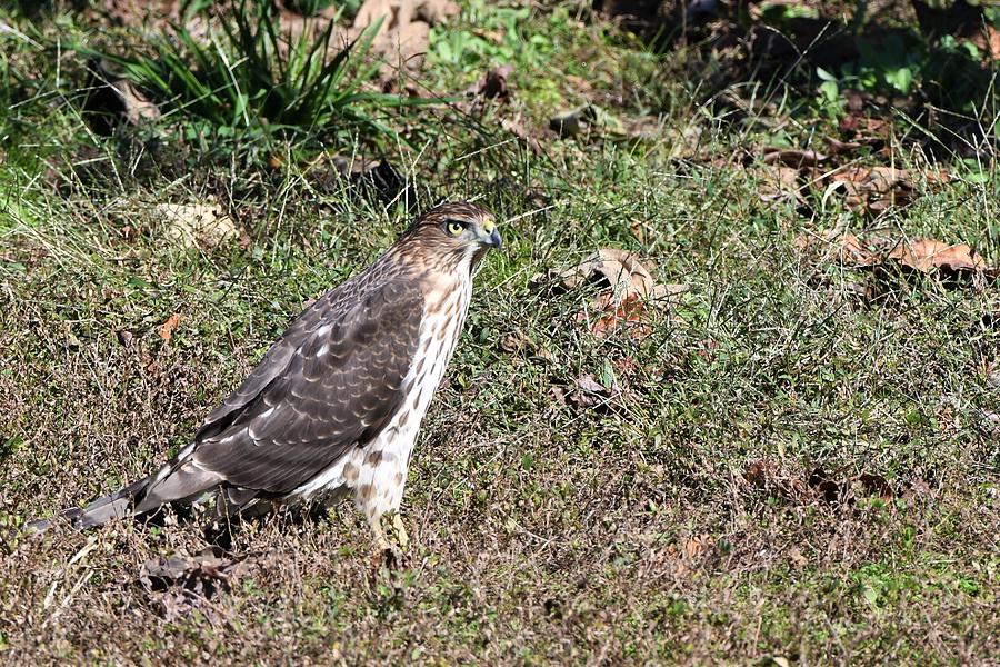 The Young Hawk Photograph by Maximilian Wagner - Pixels