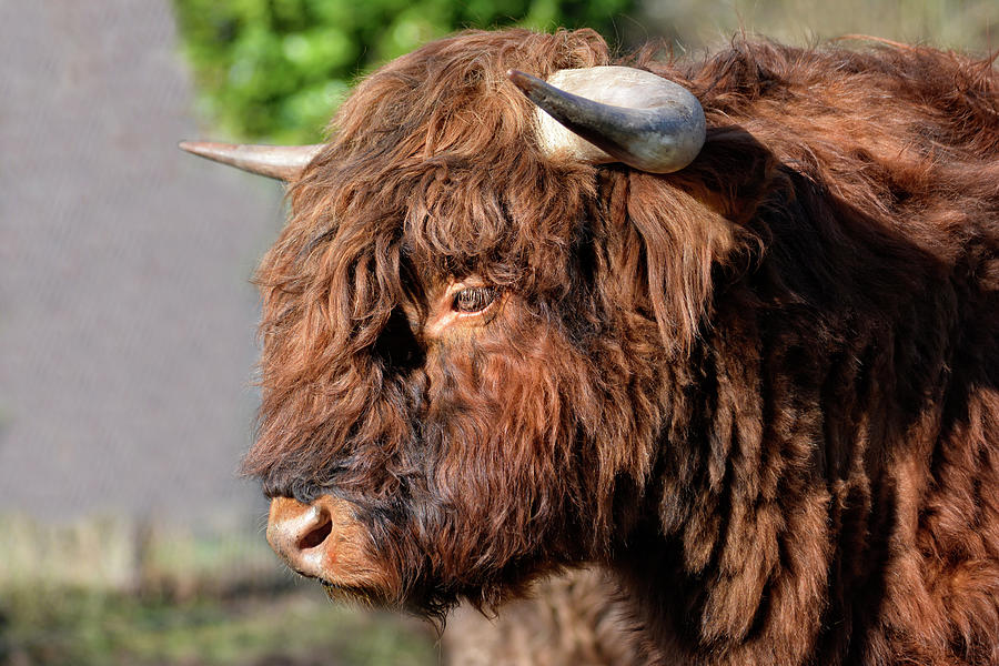 The Young Highlander Bull Photograph