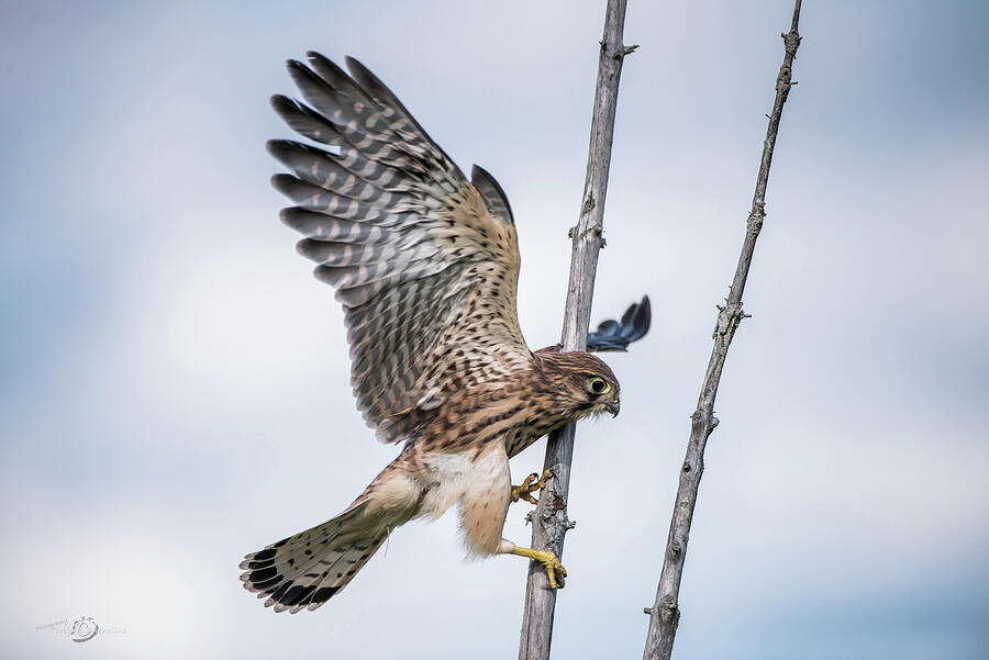 Falcon Photograph - The young kestrel and the stakes by Torbjorn Swenelius