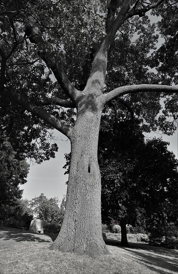 The Young Oak Photograph By Maria Faria Rodrigues Fine Art America