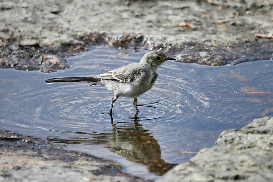 The Young one. White wagtail Photograph by Jouko Lehto