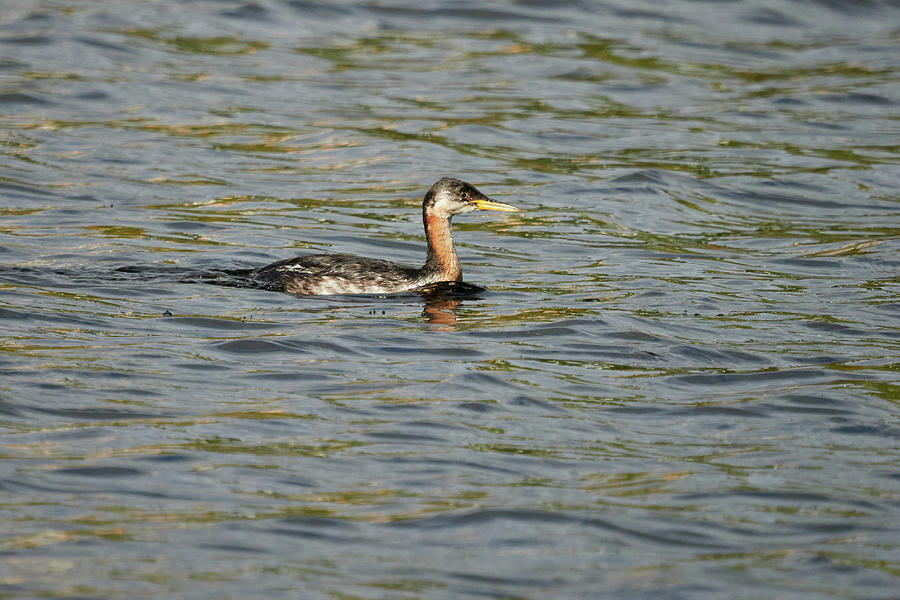 The young Red-necked Grebe Photograph by Jouko Lehto