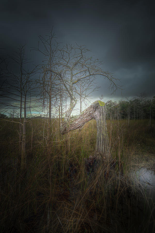The Z Tree In Everglades National Park Photograph