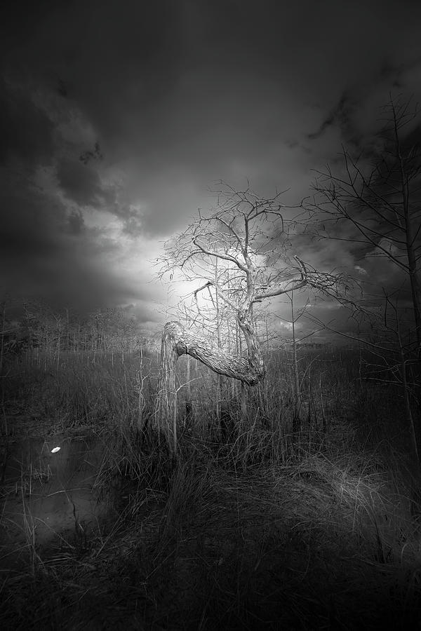The Z Tree  Photograph by Mark Andrew Thomas