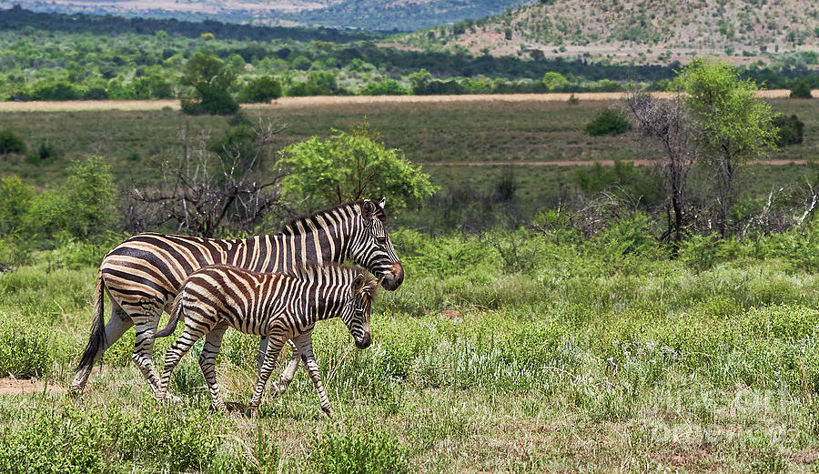 The Zebra Photograph by Brian Kamprath