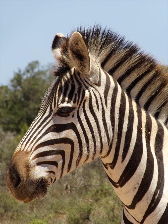 The Zebra Photograph by Jenna Masterson | Fine Art America