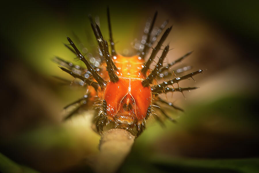 The Gulf Fritillary Caterpillar Photograph by Mark Andrew Thomas