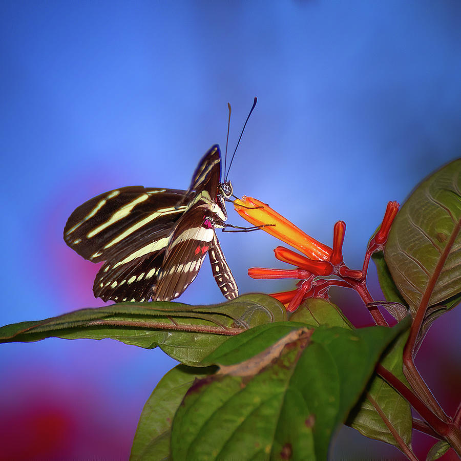 The Zebra Longwing Photograph by Mark Andrew Thomas