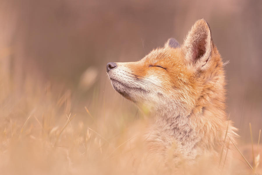 Wildlife Photograph - The Zen Fox Kit by Roeselien Raimond