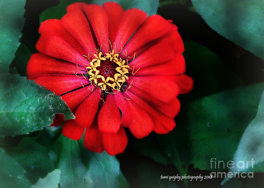 The Zinnia  Photograph by Tami Quigley
