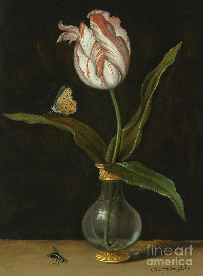 The Zomerschoon tulip by Balthasar van der Ast Painting by Balthasar van der Ast