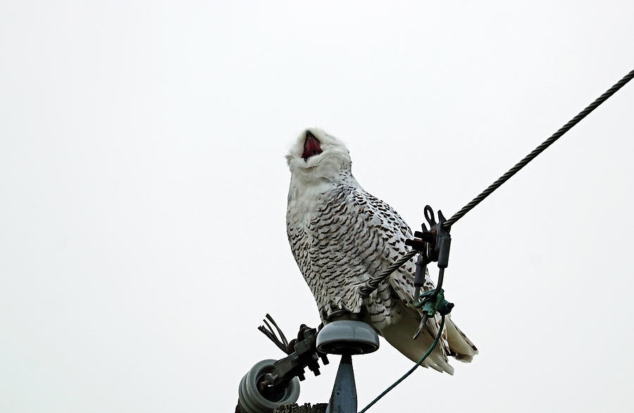 Theatrical Snowy Owl Yawn Photograph by Debbie Oppermann