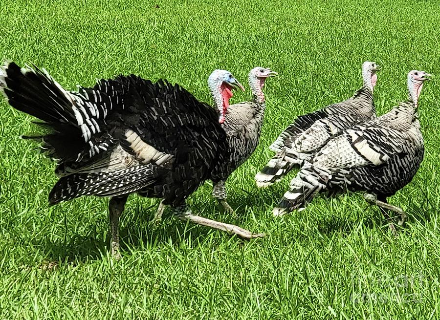 Their My Girls  Brozen Turkeys  Photograph by Donna Brown