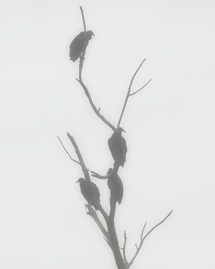 Their Waiting Four Black Vultures In Dead Tree Photograph by Flees Photos