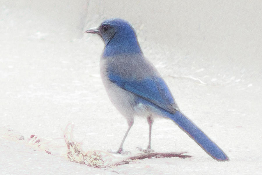 Thematic Composites Aphelocoma Woodhouseii Woodhouse's Scrub Jay A10a ...