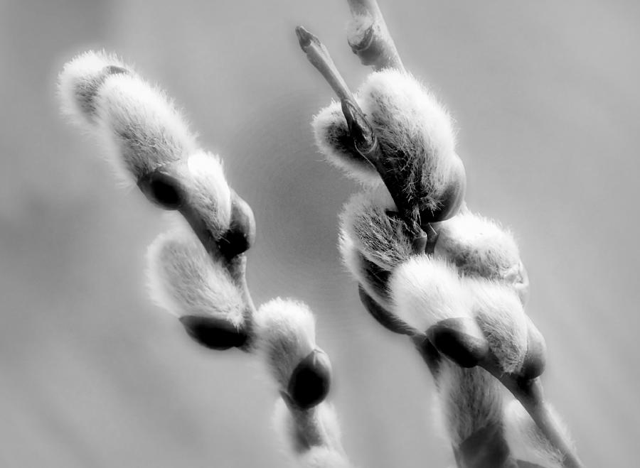 Spring Photograph - Then it is spring in black and white by Karen Cook