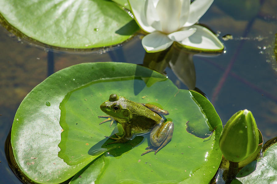 Athens GA Life Is Simple Frog Lotus Flower Waterlily State Botanical Garden Of Georgia Wildlife Art Photograph by Reid Callaway