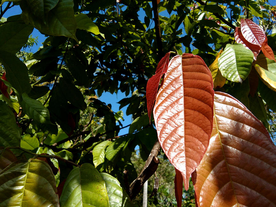 Theobroma cacao leaf Photograph by Ar razzaq