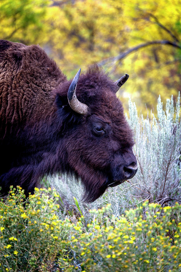 Theodore Roosevelts Bison Photograph by Bryan Moore