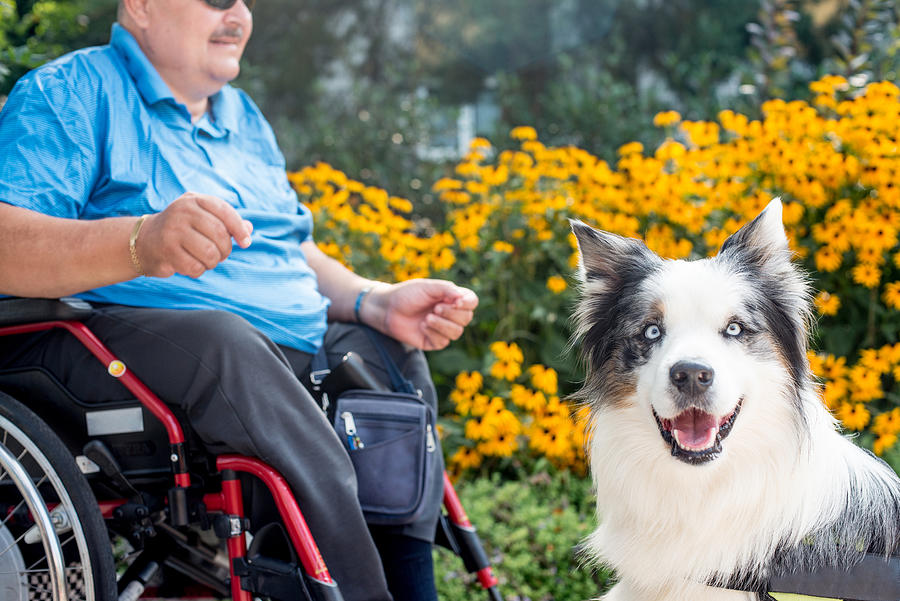 Therapy Dog Helping Disabled Senior Man On Wheelchair Photograph by CasarsaGuru Therapy Dog Helping Disabled Senior Man On Wheelchair Photograph by CasarsaGuru