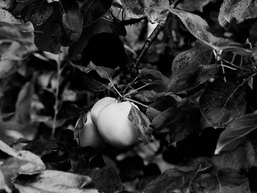 There are good and bad apples you know bw Photograph by Jouko Lehto