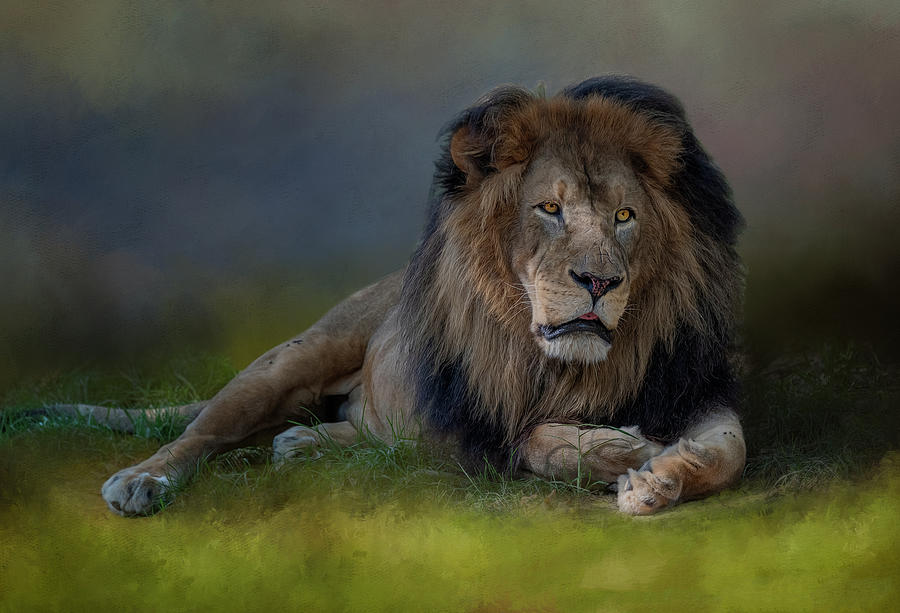 Lion, There is more to being a king than getting your way all the time Photograph by Cindy Lark Hartman