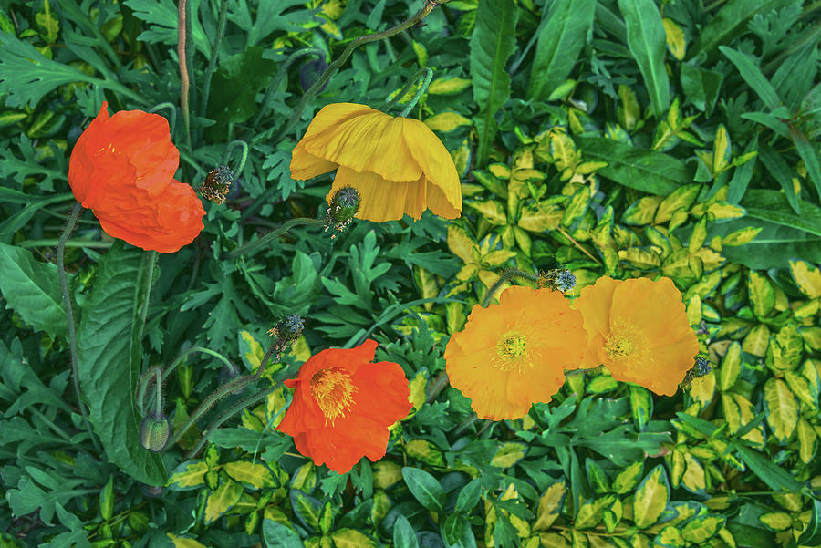 There Is Nothing Stronger In The World Than Gentleness. Eye-popping Poppies Galore Photograph by Bijan Pirnia