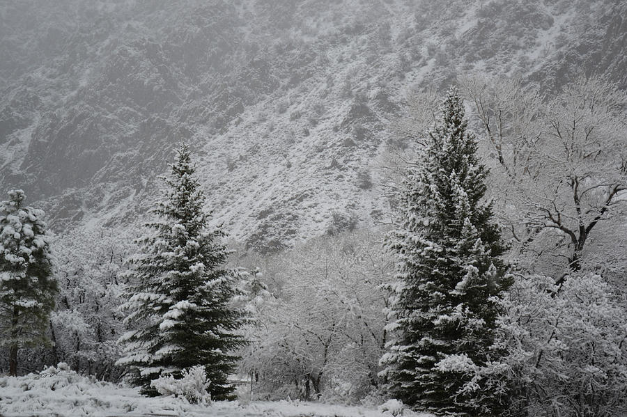 There is Snow on the Trees by RD Erickson There is Snow on the Trees by RD Erickson