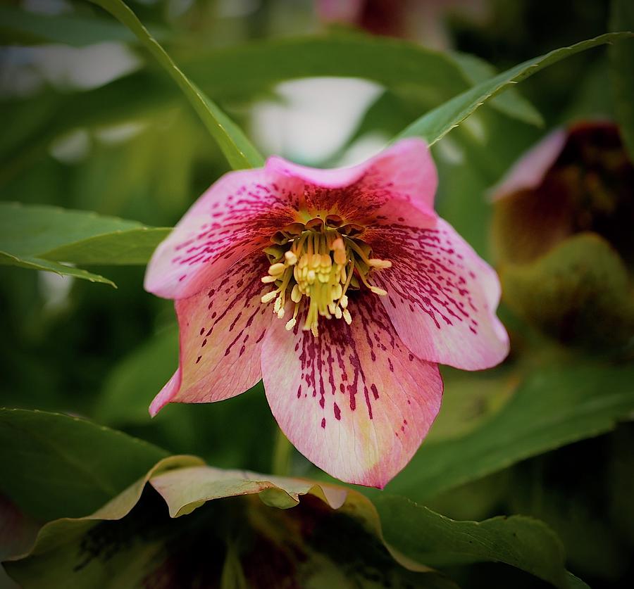 Theres A Hellebore In My Garden Photograph by Alida M Haslett