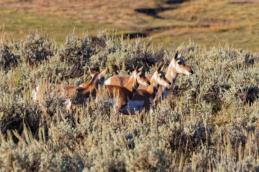 There's One In Every Family - Pronghorn, Yellowstone by KJ Swan There's One In Every Family - Pronghorn, Yellowstone by KJ Swan