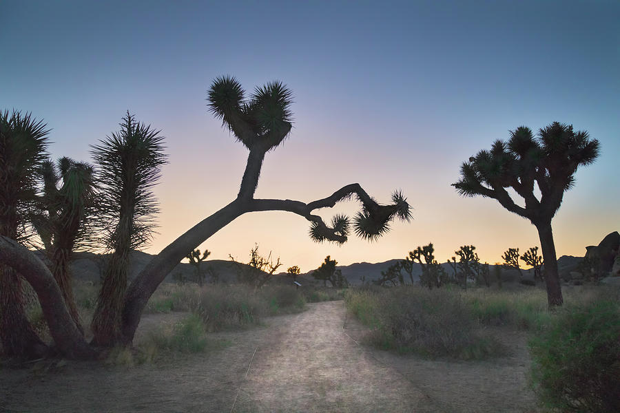 Joshua Tree National Park Photograph - Theres Something in the Air by Laurie Search