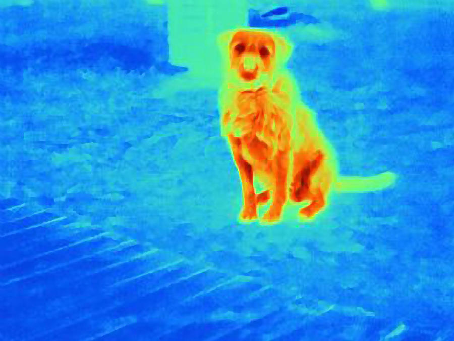 Thermal image of dog outdoors Photograph by Cultura RF/Joseph Giacomin