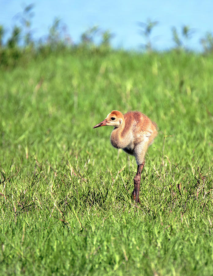 These Boots are Made for Walking Photograph by Belinda Krause Fine