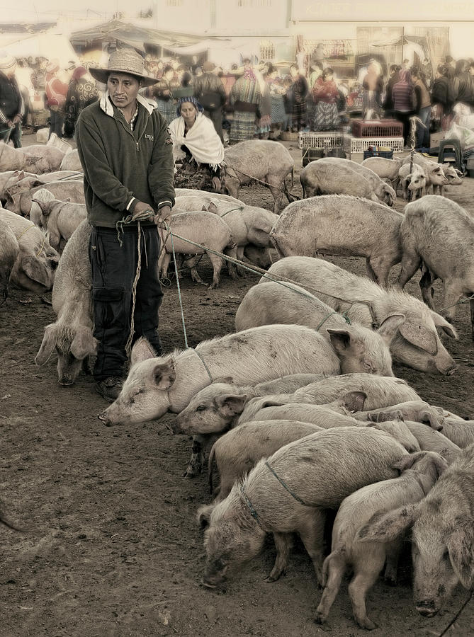 Pig Photograph - These piggies went to market by Claude LeTien