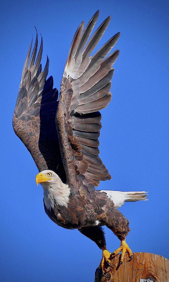 The Take Off Photograph by Mark Koster - Fine Art America