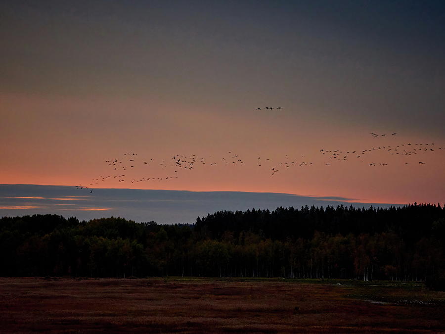 They are coming. Eurasian crane Photograph by Jouko Lehto