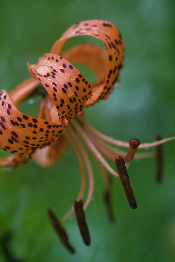 They Glorious Tiger Lily Photograph by Kathy Clark