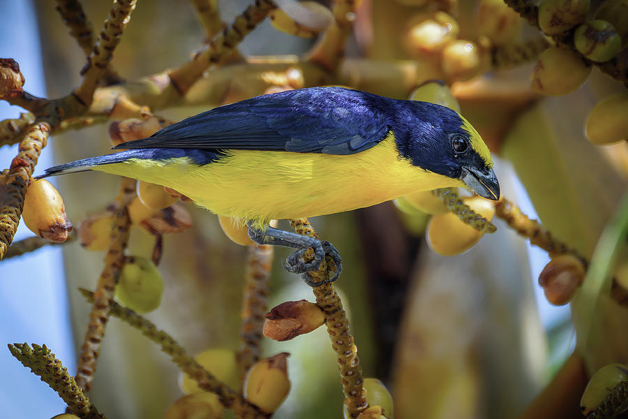 Bird Photograph - Thick Billed Euphonia Santandercito Cundinamarca Colombia by Adam Rainoff