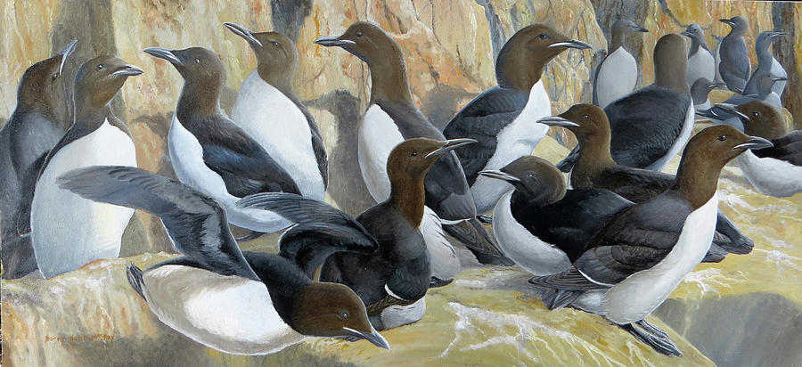 Thick-billed Murres Painting by Barry Kent MacKay