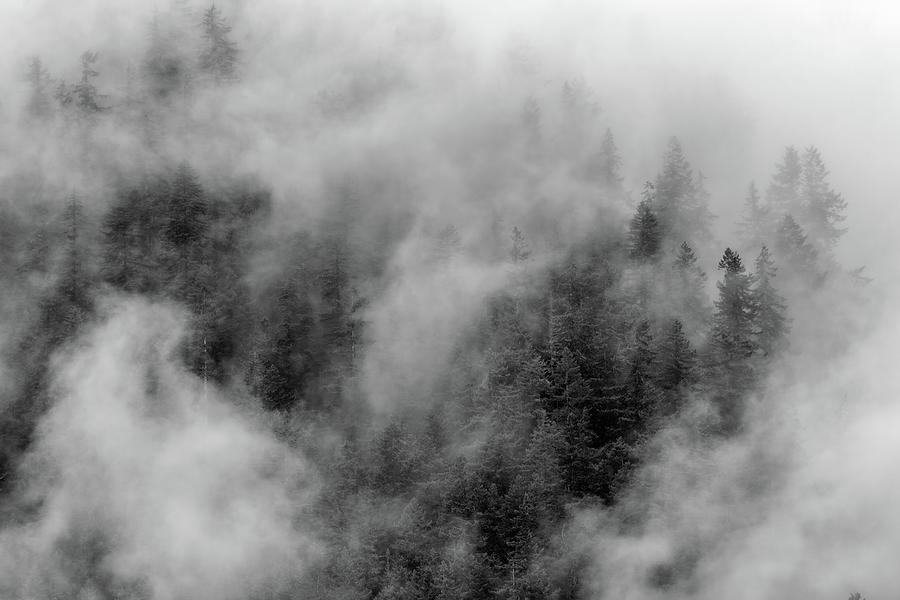 Tree Photograph - Thick Forest Fog in Black and White by Christopher Johnson